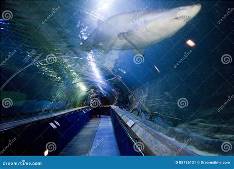  L’Aquarium National de Queensferry: Une Immersion Subaquatique Fascinante dans un Vieil Entrepôt