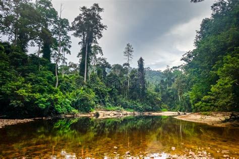 Le Taman Negara : Un Paradis Tropical En Malaisie à Explorer Absolument !